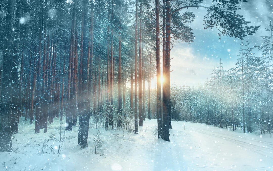 Europe and Russia: A region of contrasts shaping global softwood markets