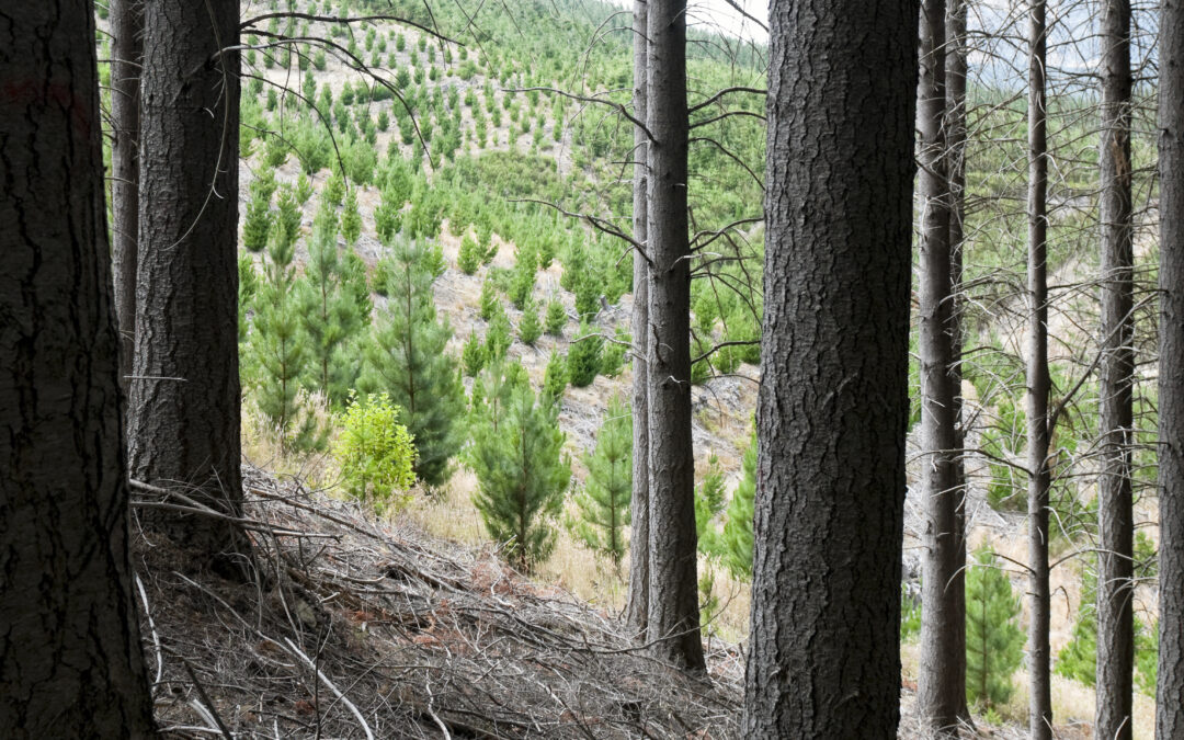 Tighter supply and higher prices reshape Pacific Rim softwood markets