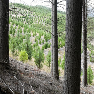 Softwood roundwood supply - Latin America and Asia-Pacific