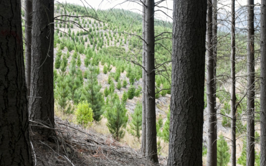 Tighter supply and higher prices reshape Pacific Rim softwood markets