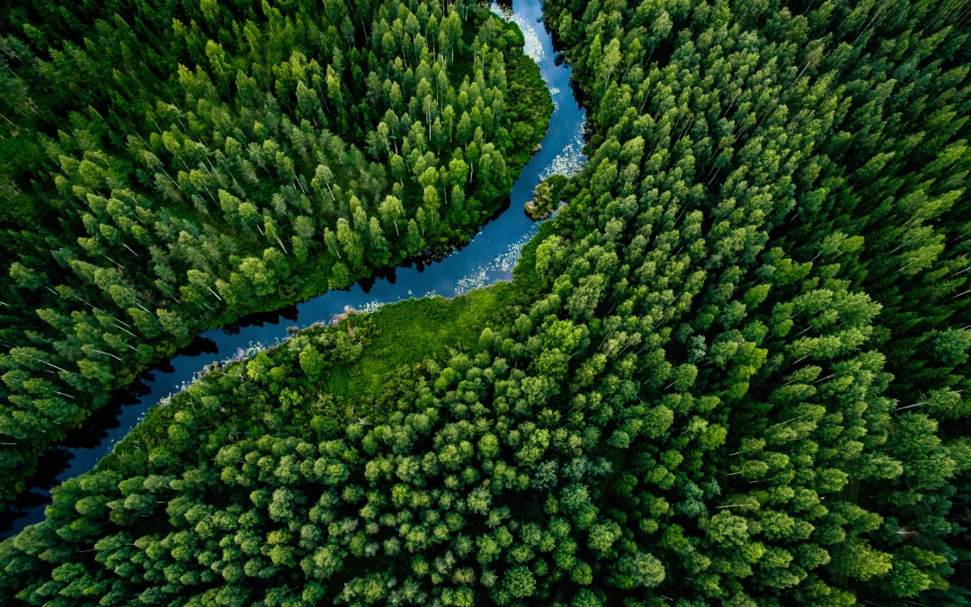 Global softwood supply: Where will the next logs come from?